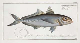 Marcus Elieser Bloch - Scomber crumenophthalmus The Bageye.webp