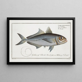 Marcus Elieser Bloch - Scomber crumenophthalmus The Bageye.webp
