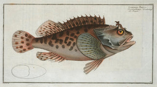 Marcus Elieser Bloch - Scorpaena Porcus.webp