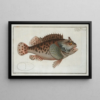 Marcus Elieser Bloch - Scorpaena Porcus.webp