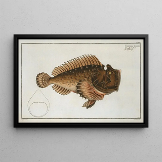 Marcus Elieser Bloch - Scorpaena horrida.webp