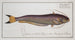 Silurus bimaculatus Der zweifarbige Wels - Marcus Elieser Bloch — Ansicht des Kunstwerks