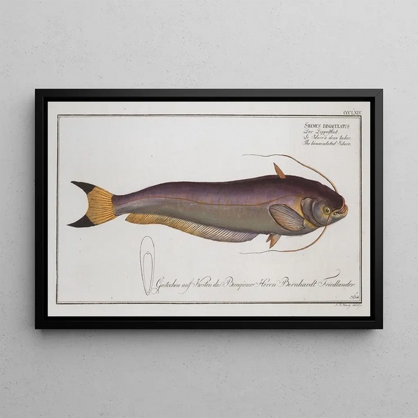 Silurus bimaculatus Der zweifarbige Wels - Marcus Elieser Bloch — gerahmtes Bild an der Wand