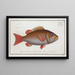 Sparus Cynodon, der Hundezahn - Marcus Elieser Bloch — gerahmtes Bild an der Wand