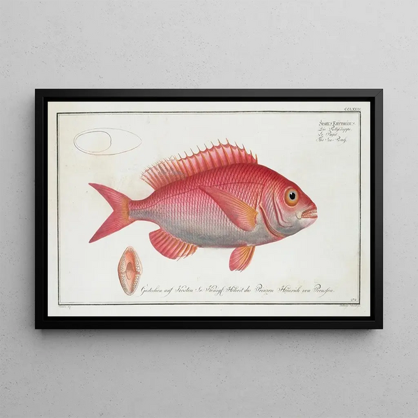 Sparus erythrinus, der Gemeine Sar - Marcus Elieser Bloch — gerahmtes Bild an der Wand