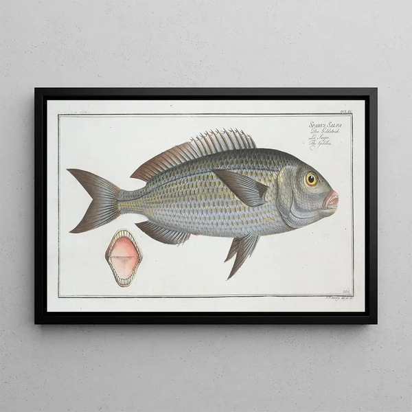 Sparus Salpa Le Goldlin - Marcus Elieser Bloch — gerahmtes Bild an der Wand
