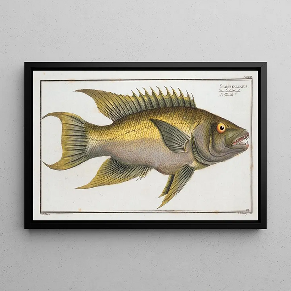 Marcus Elieser Bloch - Sparus falcatus.webp