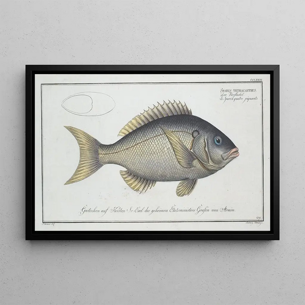 Sparus tetracanthus - Marcus Elieser Bloch — gerahmtes Bild an der Wand