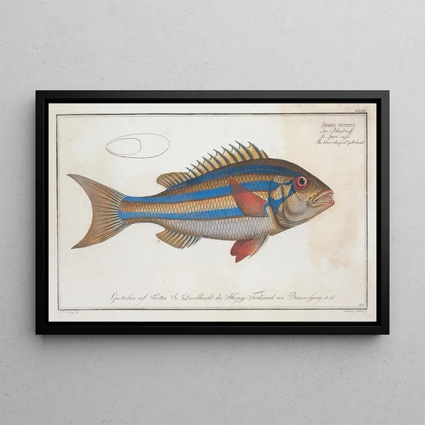 Sparus vittatus, Die Blauflossen-Dorade - Marcus Elieser Bloch — gerahmtes Bild an der Wand