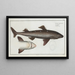 Squalus Acanthias le Chien Épineux - Marcus Elieser Bloch — gerahmtes Bild an der Wand