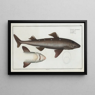 Marcus Elieser Bloch - Squalus Acanthias The Picked Dog.webp