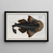 Squalus Squatina Le Poisson Ange - Marcus Elieser Bloch — gerahmtes Bild an der Wand