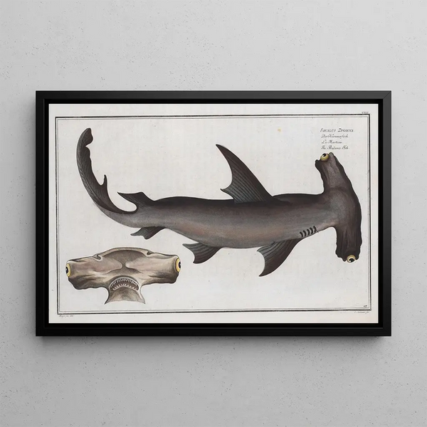 Squalus Zygaena le poisson balance - Marcus Elieser Bloch — gerahmtes Bild an der Wand