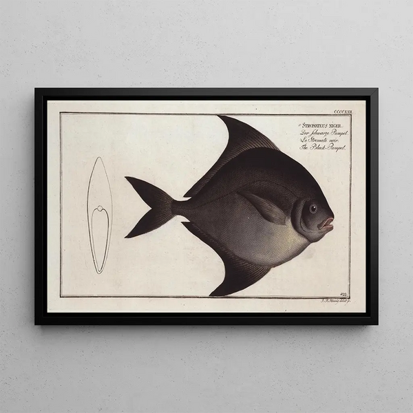 Stromateus niger Le Pampel noir - Marcus Elieser Bloch — gerahmtes Bild an der Wand
