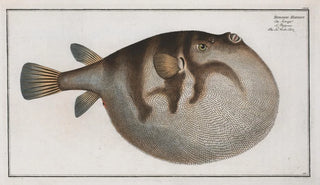 Marcus Elieser Bloch - Tetrodon Hispidus The Sea WeatherCock.webp