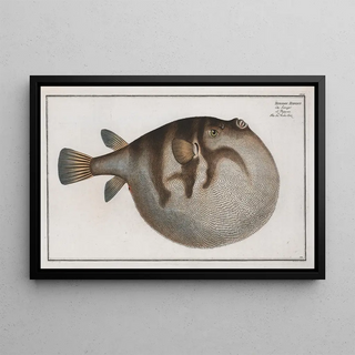 Marcus Elieser Bloch - Tetrodon Hispidus The Sea WeatherCock.webp