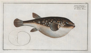 Marcus Elieser Bloch - Tetrodon Honckenii The Honkenys Tetrodon.webp