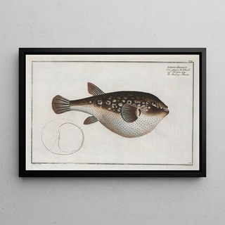 Marcus Elieser Bloch - Tetrodon Honckenii The Honkenys Tetrodon.webp