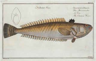 Marcus Elieser Bloch - Trachinus Draco The Common Weever.webp