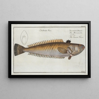Marcus Elieser Bloch - Trachinus Draco The Common Weever.webp