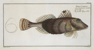 Marcus Elieser Bloch - Trigla Carolina The smaller FlyingFish.webp