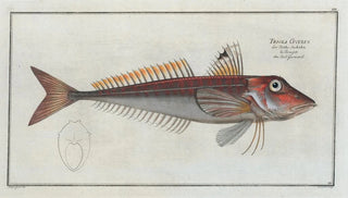 Marcus Elieser Bloch - Trigla Cuculus The Red Gurnard.webp