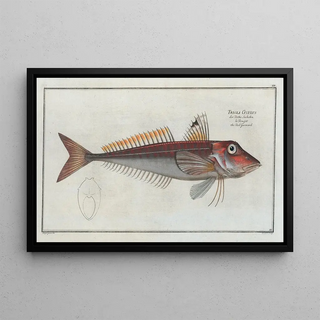 Marcus Elieser Bloch - Trigla Cuculus The Red Gurnard.webp