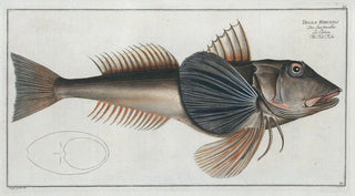 Marcus Elieser Bloch - Trigla Hirundo The TubFish.webp