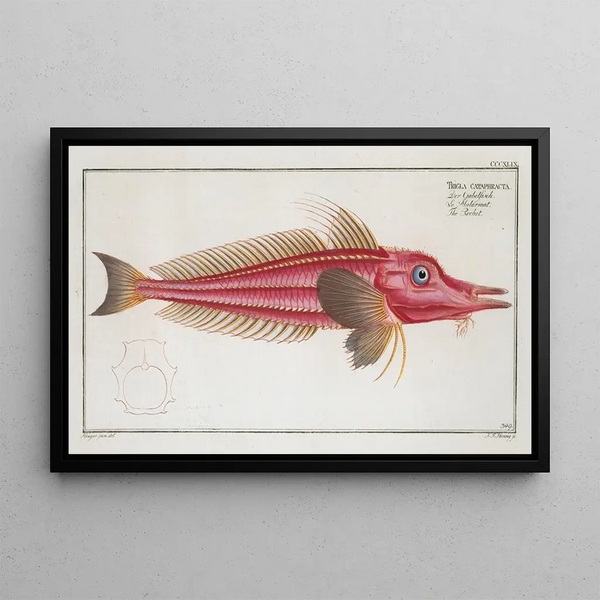 Marcus Elieser Bloch - Trigla cataphracta The Rochet.webp