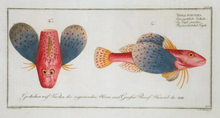 Marcus Elieser Bloch - Trigla punctata The punctulated Trigla.webp