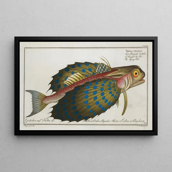 Marcus Elieser Bloch - Trigla volitans The FlyingFish.webp