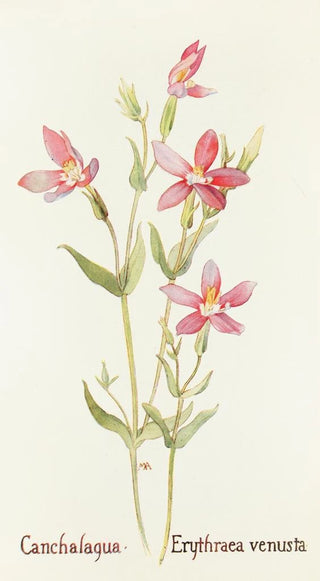 Margaret Armstrong - Canchalagua.webp