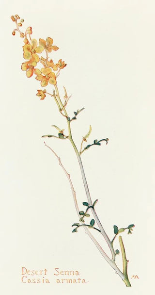 Margaret Armstrong - Desert Senna.webp