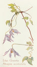 Clématite lilas - Margaret Armstrong — Ansicht des Kunstwerks