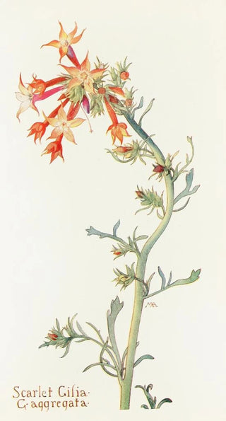 Margaret Armstrong - Scarlet Gilia.webp