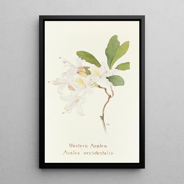 Margaret Armstrong - Western Azalea.webp