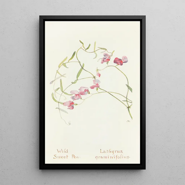 Margaret Armstrong - Wild Sweet Pea.webp