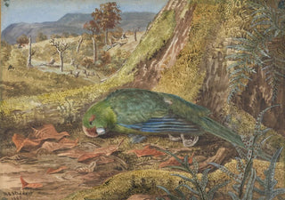 Margaret Stoddart - Native parrot in a moss and bush setting.webp