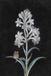 Jacinthe blanche - Margaretha Barbara Dietzsch — Ansicht des Kunstwerks