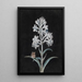 Jacinthe blanche - Margaretha Barbara Dietzsch — gerahmtes Bild an der Wand
