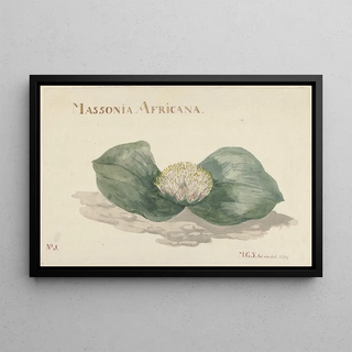Maria Geertruida BarbiersSnabili - Bloem Massonia Africana.webp