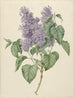 Zweig mit violetten Flieder - Maria Geertruida Barbiers-Snabili — Ansicht des Kunstwerks