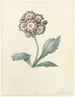 Blumenstudie - Maria Margaretha van Os — Ansicht des Kunstwerks
