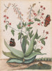 der Schmetterlinge, einer Schlange und einer Schildkröte um eine blühende Agave - Maria Moninckx — Ansicht des Kunstwerks