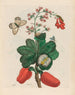 Caschou - Maria Sibylla Merian — Ansicht des Kunstwerks
