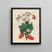 Caschou - Maria Sibylla Merian — gerahmtes Bild an der Wand
