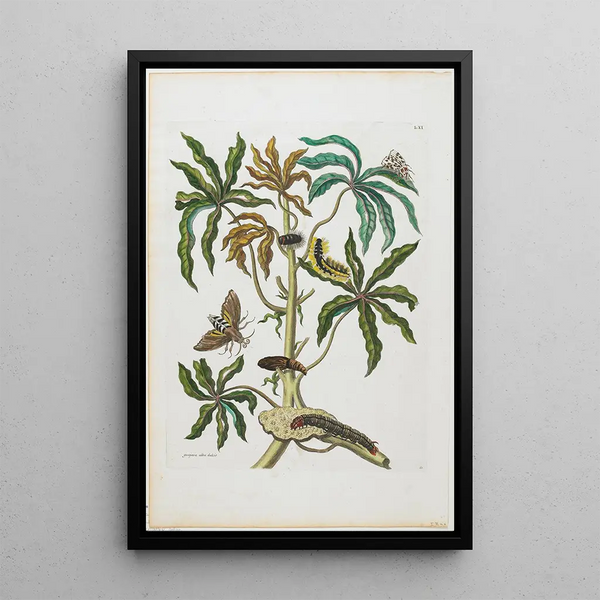 Maria Sibylla Merian - Caterpillars And Insects With Foliage.webp