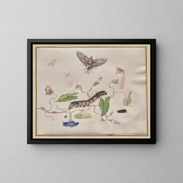 Convolvulus und Metamorphose des Sphinx des Blauregens - Maria Sibylla Merian — gerahmtes Bild an der Wand