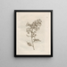 Die wundersame Verwandlung der Raupen und das seltsame Blumenfutter Pl. 004 - Maria Sibylla Merian — gerahmtes Bild an der Wand
