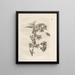 Die wundersame Verwandlung der Raupen und das seltsame Futter für Blumen Pl. 012 - Maria Sibylla Merian — gerahmtes Bild an der Wand